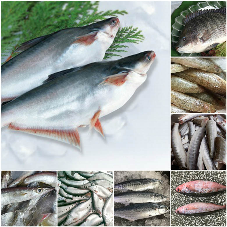 Cá tươi là nguyên liệu có vai trò quyết định chất lượng chả cá